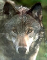 Bild Wolf